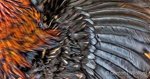 Rooster Feathers_DSCF5334.jpg - Photographed near Perth, Ontario, Canada.